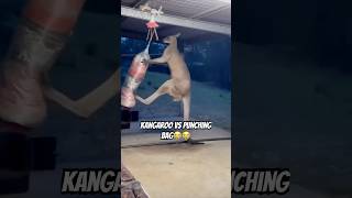 Kangaroo VS Punching Bag🦘 memes meme funny shorts [upl. by Raymond]