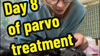 Day 8 of parvo treatment Puppies with parvo Parvo puppies Parvovirus treatment [upl. by Harrad]