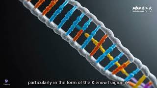 Understanding Ecoli DNA Polymerase l in 60 Seconds [upl. by Eelame164]