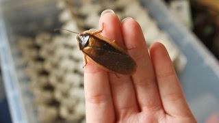 Unboxing amp Setting Up A Dubia Roach Colony [upl. by Adlez]