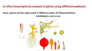 In silico transcriptomic analysis in plants  Physcomitrella  Arabidopsis [upl. by Erickson]