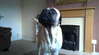 English Mastiff Whitby barking boy [upl. by Rangel]