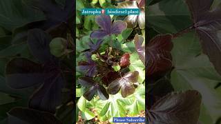 Jatropha🌿🌿🌿⛽ Biofuel plant jatrophabiofuels plants shorts [upl. by Rahman]