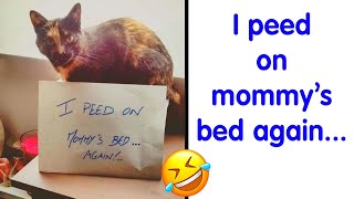 50 Cutest Pets That Got Shamed Publicly For Being Naughty PART 10 [upl. by Ihdin]