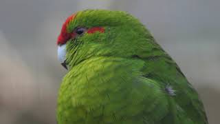 Redfronted Parakeet [upl. by Riebling]