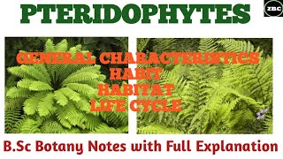 PTERIDOPHYTES  General Characteristics Habit Habitat Life Cycle Examples  Bsc botany Notes [upl. by Drofdeb]