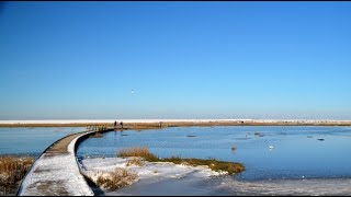 Wanderung von NordseebadBurhave HalbinselButjadingen zum Langwarder Groden am 31012021 [upl. by Ayikur224]