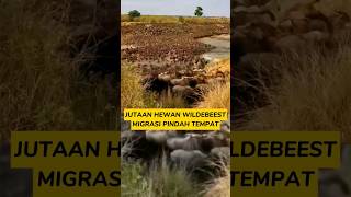 Jutaan Ekor Hewan Migrasi Pindah Tempat hewan animals wildebeest satwa [upl. by Akvir]