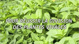 5 astuces pour réussir la division des plantes vivaces [upl. by Raouf]