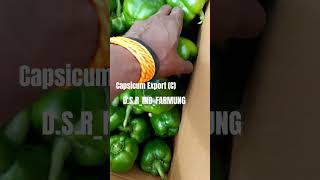 quotExport Quality Green Capsicum Shimla Mirch Harvesting  DSR IND FARMINGquotcapsicum greenchilli [upl. by Grewitz]