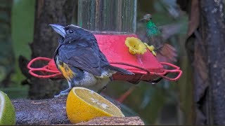 Spotcrowned Barbet and Rufoustailed Hummingbird Share Frame in Panama – Oct 07 2024 [upl. by Florence701]