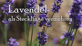 Gartentipp Rückschnitt von Lavendel [upl. by Mag]