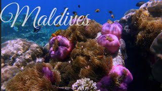 Snorkeling Experience Maldives part 2 NH Collection Havodda Maldives [upl. by Peyter514]