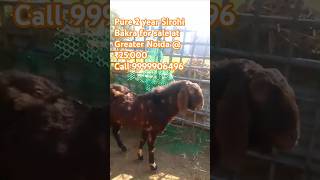 Pure Breed Sirohi Bakra Sale sirohi bakra sale bakramandi greaternoida [upl. by Aihsar]