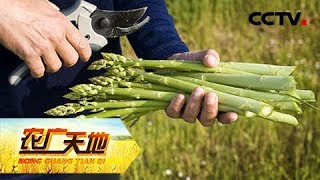 《农广天地》芦笋的财富 20181010  CCTV农业 [upl. by Refinneg]