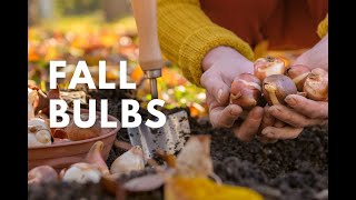 Fall Bulbs [upl. by Michelina72]