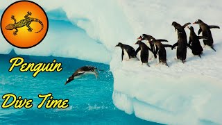 How Long Can Penguins Stay Underwater [upl. by Nicram]