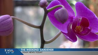 Weekend Gardener Bringing your Orchids back to life [upl. by Eitteb]