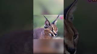 Meet the Majestic Caracal Natures Acrobat wildlife wildlifeeducation caracal facts [upl. by Pardew269]