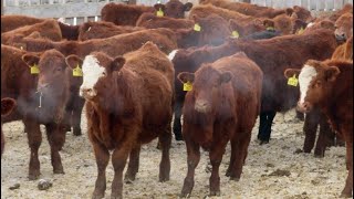 Hebert Livestock Ventures  800 February Weaned Steers  220 Head Wawota SK VBP [upl. by Picker]