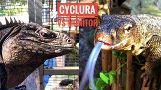 Cyclura vs Monitor Lizards WHICH IS A BETTER PET [upl. by Cleres901]