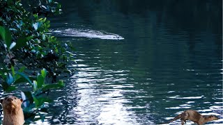 Sea otters Enhydra lutris smoothcoated otterLutrogale perspicillata [upl. by Ahsina626]