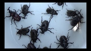 大量の大量のカブトムシ掘りA large number of Japanese rhinoceros beetles 【カブトムシ・クワガタムシ】 [upl. by Ogren393]