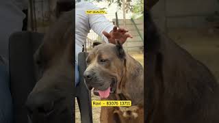 Kika The Cane Corso Dog in India 🇮🇳  Top Cane Corso Dog Kennel in India shorts dog dogs [upl. by Okika]