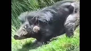 Endangered Philippine Warty Pig [upl. by Onabru]