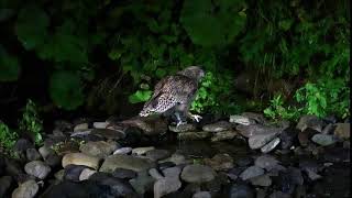 Blakistons fish owl catching fish in Rausu in Hokkaido [upl. by Aerdnaed]