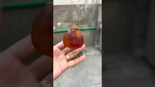 Trying to dry persimmons persimmon [upl. by Ninetta]