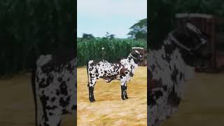 Black nelor Brazilian cattle farm business techniques youtube shortvideo shorts cattlefarming [upl. by Haida]