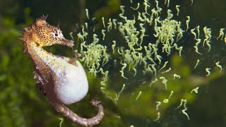 Have you ever seen a MALE seahorse giving birth [upl. by Hunger]