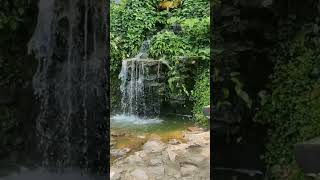 garden waterfall soundsbird sounds for sleep shortsvideo waterfallsounds birdsounds waterfall [upl. by Mattias]