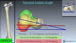 SPEED The Femur Skeletal Anatomy [upl. by Westerfield]