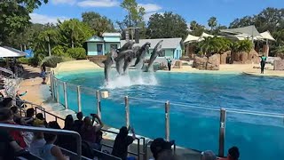 Orca Whales Dolphins Sea Lions SeaWorld Orlando themeparkmaddy [upl. by Llacam]