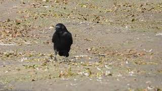 Crow at Muirhead springs 2 [upl. by Kirre]