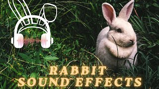 Rabbit sound effect  Rabbit sound  Animal sounds [upl. by Geoff92]