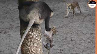 Baboons Specialize At Stealing Lion Babies [upl. by Tuhn]