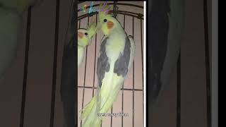 cockatiel tips and tricks cockatiels [upl. by Staten]