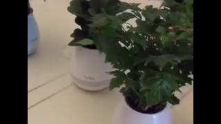 Maufacturer OEM smart led light Bluetooth speaker plastic music flower pot [upl. by Lemmie469]