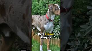 Catahoula Leopard Dog  Everything You Need To Know [upl. by Annaej720]