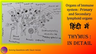 Lymphoid organ  Thymus  हिंदी में  Solving Questions with Gauri ma’am [upl. by Ostap]