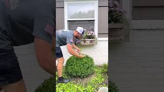 Satisfying Boxwood Trim satisfying satisfyingvideo trimming topiary beforeandafter [upl. by Oilisab]