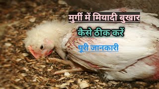 पोल्ट्री मुर्गी में मियादी बुखार आ गया है कैसे ठीक करें पूरी जानकारी। poultry symptoms।poultry diese [upl. by Bilak]