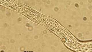 Cytoplasmic Streaming in Pollen Tube [upl. by Nico]