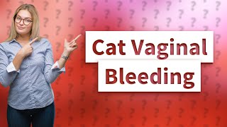 Why is my cat bleeding from her vag [upl. by Atirabrab]