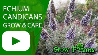 Echium candicans  grow amp care Pride of Madeira [upl. by Roger]