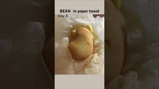 Fava bean time lapse for 8 days timelapse plants [upl. by Etnaik618]