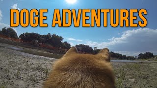 Doge Adventures Ozy Goes to the Park GoPro First Person Dog Camera [upl. by Erdnaek658]